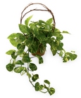 Under the Vine Planter